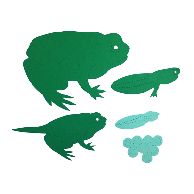 Frog life cycle